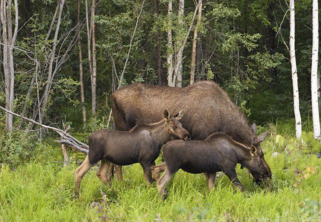 Alaska Moose Family