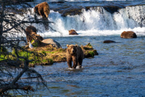 Bears in the Brooks River