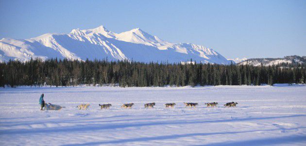 dog musher and dogs in snowy landscape