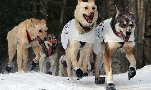 Iditarod sled dogs lead the way along snow covered trails. The lead dog is white with tongue lolling to one side.