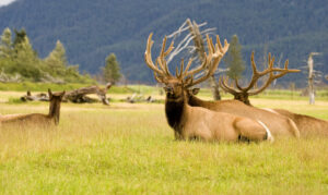 Elk in Alaska