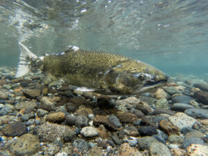 Chinook King Salmon