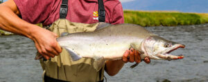 Pink Humpy Salmon