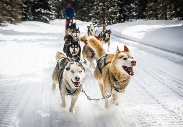sled dogs
